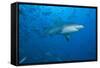 A Large Bull Shark at the Bistro Dive Site in Fiji-Stocktrek Images-Framed Stretched Canvas