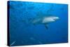 A Large Bull Shark at the Bistro Dive Site in Fiji-Stocktrek Images-Stretched Canvas