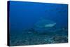 A Large Bull Shark at the Bistro Dive Site in Fiji-Stocktrek Images-Stretched Canvas