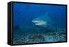 A Large Bull Shark at the Bistro Dive Site in Fiji-Stocktrek Images-Framed Stretched Canvas