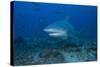 A Large Bull Shark at the Bistro Dive Site in Fiji-Stocktrek Images-Stretched Canvas