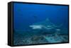 A Large Bull Shark at the Bistro Dive Site in Fiji-Stocktrek Images-Framed Stretched Canvas