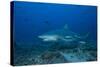 A Large Bull Shark at the Bistro Dive Site in Fiji-Stocktrek Images-Stretched Canvas