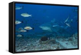 A Large Bull Shark at the Bistro Dive Site in Fiji-Stocktrek Images-Framed Stretched Canvas