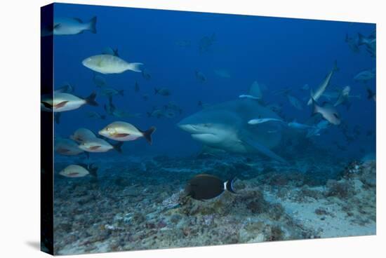 A Large Bull Shark at the Bistro Dive Site in Fiji-Stocktrek Images-Stretched Canvas