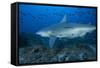 A Large Bull Shark at the Bistro Dive Site in Fiji-Stocktrek Images-Framed Stretched Canvas