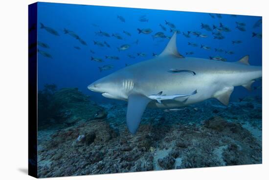 A Large Bull Shark at the Bistro Dive Site in Fiji-Stocktrek Images-Stretched Canvas