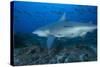 A Large Bull Shark at the Bistro Dive Site in Fiji-Stocktrek Images-Stretched Canvas