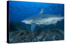 A Large Bull Shark at the Bistro Dive Site in Fiji-Stocktrek Images-Stretched Canvas