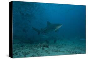 A Large Bull Shark at the Bistro Dive Site in Fiji-Stocktrek Images-Stretched Canvas