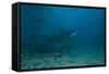 A Large Bull Shark at the Bistro Dive Site in Fiji-Stocktrek Images-Framed Stretched Canvas