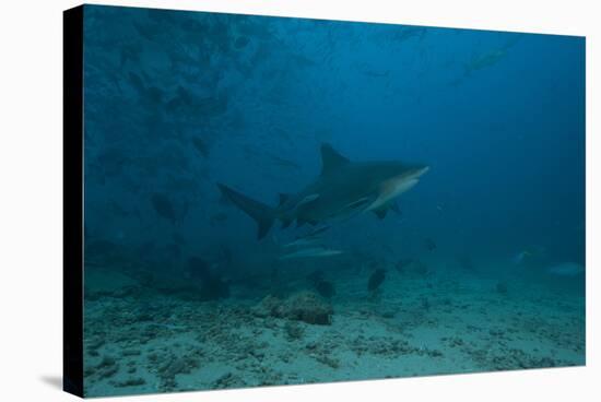 A Large Bull Shark at the Bistro Dive Site in Fiji-Stocktrek Images-Stretched Canvas