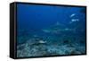 A Large Bull Shark at the Bistro Dive Site in Fiji-Stocktrek Images-Framed Stretched Canvas