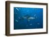 A Large Bull Shark at the Bistro Dive Site in Fiji-Stocktrek Images-Framed Photographic Print