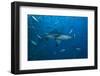 A Large Bull Shark at the Bistro Dive Site in Fiji-Stocktrek Images-Framed Photographic Print