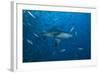 A Large Bull Shark at the Bistro Dive Site in Fiji-Stocktrek Images-Framed Photographic Print