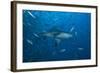 A Large Bull Shark at the Bistro Dive Site in Fiji-Stocktrek Images-Framed Photographic Print