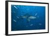 A Large Bull Shark at the Bistro Dive Site in Fiji-Stocktrek Images-Framed Photographic Print