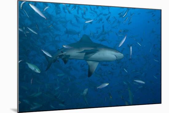 A Large Bull Shark at the Bistro Dive Site in Fiji-Stocktrek Images-Mounted Photographic Print