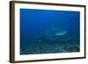 A Large Bull Shark at the Bistro Dive Site in Fiji-Stocktrek Images-Framed Photographic Print