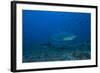 A Large Bull Shark at the Bistro Dive Site in Fiji-Stocktrek Images-Framed Photographic Print