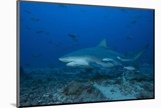 A Large Bull Shark at the Bistro Dive Site in Fiji-Stocktrek Images-Mounted Photographic Print