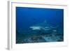 A Large Bull Shark at the Bistro Dive Site in Fiji-Stocktrek Images-Framed Photographic Print