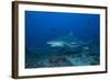 A Large Bull Shark at the Bistro Dive Site in Fiji-Stocktrek Images-Framed Photographic Print