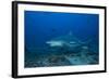 A Large Bull Shark at the Bistro Dive Site in Fiji-Stocktrek Images-Framed Photographic Print