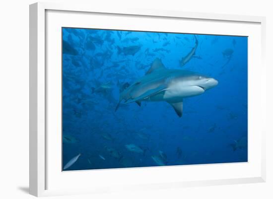 A Large Bull Shark at the Bistro Dive Site in Fiji-Stocktrek Images-Framed Photographic Print