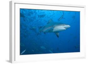 A Large Bull Shark at the Bistro Dive Site in Fiji-Stocktrek Images-Framed Photographic Print