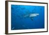 A Large Bull Shark at the Bistro Dive Site in Fiji-Stocktrek Images-Framed Photographic Print