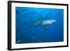 A Large Bull Shark at the Bistro Dive Site in Fiji-Stocktrek Images-Framed Photographic Print