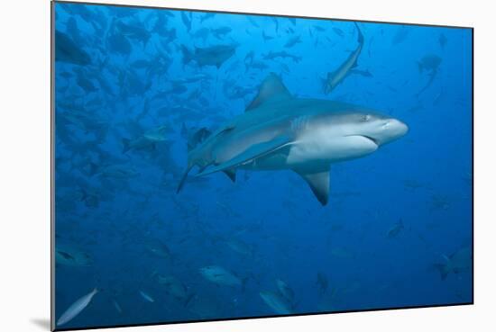 A Large Bull Shark at the Bistro Dive Site in Fiji-Stocktrek Images-Mounted Photographic Print