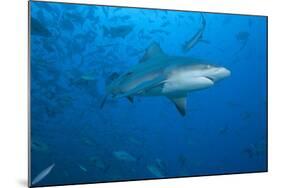 A Large Bull Shark at the Bistro Dive Site in Fiji-Stocktrek Images-Mounted Photographic Print