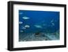 A Large Bull Shark at the Bistro Dive Site in Fiji-Stocktrek Images-Framed Photographic Print