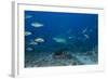 A Large Bull Shark at the Bistro Dive Site in Fiji-Stocktrek Images-Framed Photographic Print