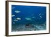 A Large Bull Shark at the Bistro Dive Site in Fiji-Stocktrek Images-Framed Photographic Print