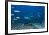 A Large Bull Shark at the Bistro Dive Site in Fiji-Stocktrek Images-Framed Photographic Print