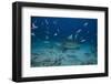 A Large Bull Shark at the Bistro Dive Site in Fiji-Stocktrek Images-Framed Photographic Print