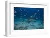 A Large Bull Shark at the Bistro Dive Site in Fiji-Stocktrek Images-Framed Photographic Print