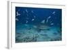 A Large Bull Shark at the Bistro Dive Site in Fiji-Stocktrek Images-Framed Photographic Print