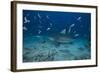 A Large Bull Shark at the Bistro Dive Site in Fiji-Stocktrek Images-Framed Photographic Print