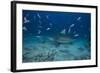 A Large Bull Shark at the Bistro Dive Site in Fiji-Stocktrek Images-Framed Photographic Print