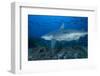 A Large Bull Shark at the Bistro Dive Site in Fiji-Stocktrek Images-Framed Photographic Print