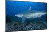 A Large Bull Shark at the Bistro Dive Site in Fiji-Stocktrek Images-Mounted Photographic Print