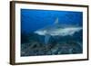 A Large Bull Shark at the Bistro Dive Site in Fiji-Stocktrek Images-Framed Photographic Print