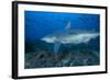 A Large Bull Shark at the Bistro Dive Site in Fiji-Stocktrek Images-Framed Photographic Print