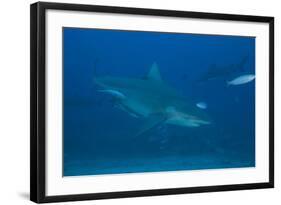 A Large Bull Shark at the Bistro Dive Site in Fiji-Stocktrek Images-Framed Photographic Print