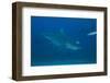 A Large Bull Shark at the Bistro Dive Site in Fiji-Stocktrek Images-Framed Photographic Print